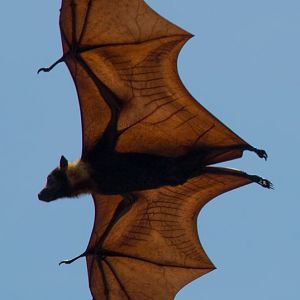Spectacled Fruit Bat - bones and veins