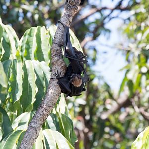 Spectacled Fruit Bat - female with juvenile