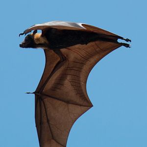 Spectacled Fruit Bat - bones and veins