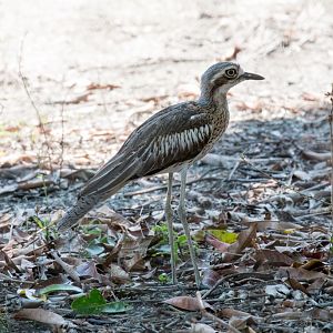 Bush Stone Curlew