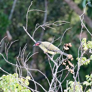 Australasian Figbird