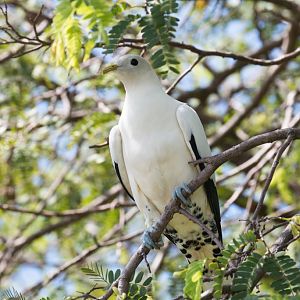 Torresian Imperial Pigeon