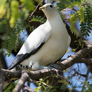 Torresian Imperial Pigeon
