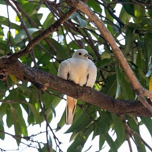 Torresian Imperial Pigeon squab