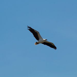 White-bellied Sea Eagle