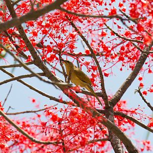 Yellow Honeyeater
