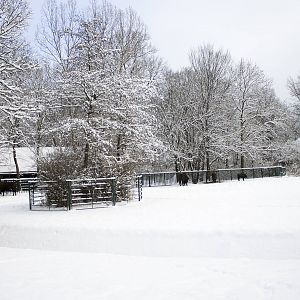 European bison enclosure in the snow, 12/29/14