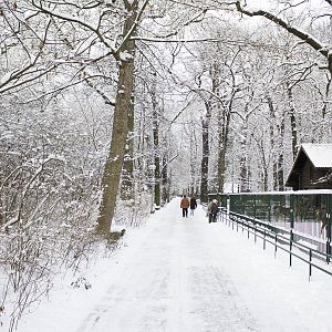 Deer enclosures in the snow, 12/29/14