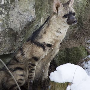 Eastern aardwolf in the snow, 12/29/14