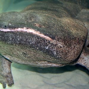 Chinese giant salamander; London Zoo; 30th December 2014