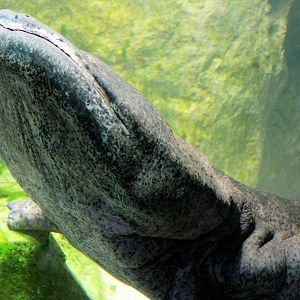 Chinese giant salamander; London Zoo; 30th December 2014