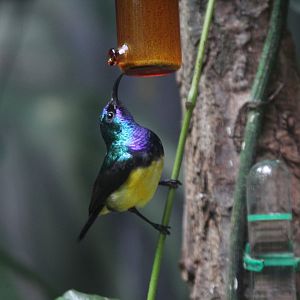 Variable Sunbird (Cinnyris venustus) male, 30. Dezember 2014 at Zoo Zamosc