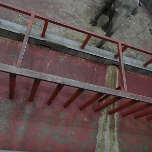 Elephant house barriers & moat