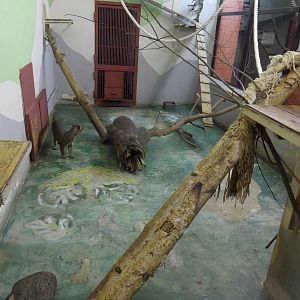 Female fossa exhibit