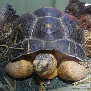 Radiated tortoise