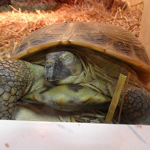 Russian tortoise