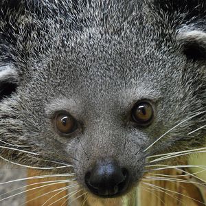 Binturong