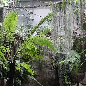 Enclosure for butterflies and sunbirds