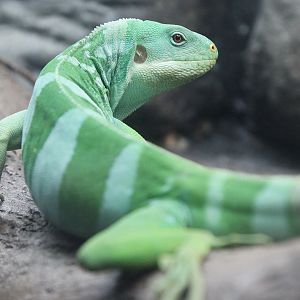 Fiji Banded Iguana (Brachylophus fasciatus) male, 30. Dezember 2014 at Zoo