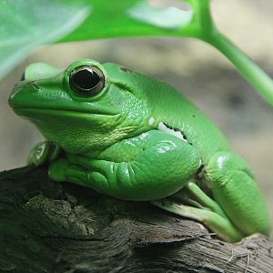 Chinese Gliding Tree Frog (Rhacophorus dennysii), 30. Dezember 2014 at Zoo