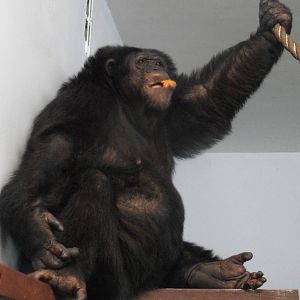 Chimpanzee