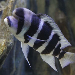 Humphead Cichlid (Cyphotilapia frontosa), 30. Dezember 2014 at Zoo Zamosc