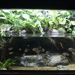 Aquarium for African fishes at Zoo Zamosc, 30. Dezember 2014