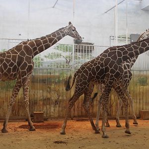 Giraffes at Zoo Zamosc; 30. Dezember 2014