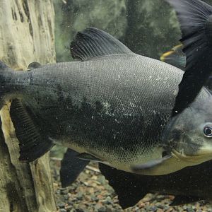 Pirapitinga (Piaractus brachypomus) at Zoo Zamosc, 30. Dezember 2014