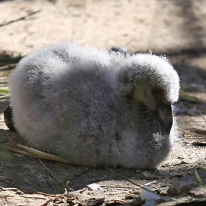 chilean flamingo chick