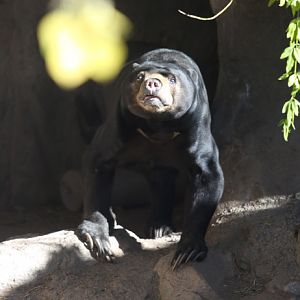 sun bear (rare appearance)