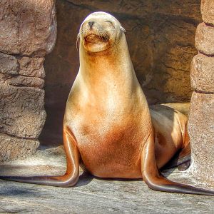 Dec. 2014 - Oceans - California Sea Lion