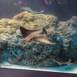 Dec. 2014 - Oceans - Cownose Ray