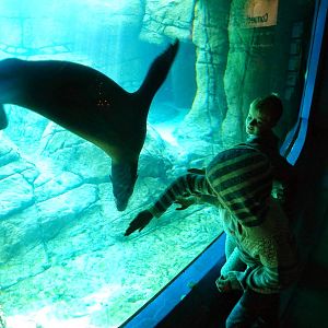 Dec. 2014 - Oceans - California Sea Lion Interaction