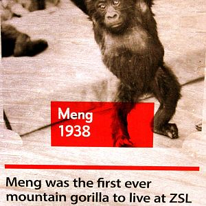Gorilla (Meng); London Zoo poster; 30th December 2014