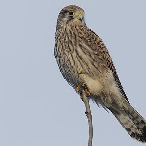 Common kestrel