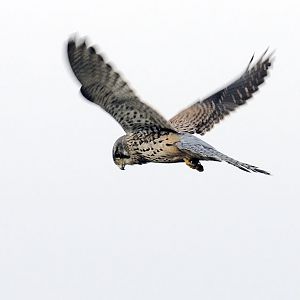 Common kestrel