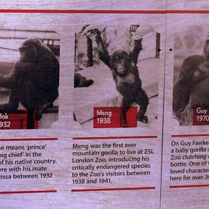 Five historic zoo gorillas; London Zoo; 30th December 2014