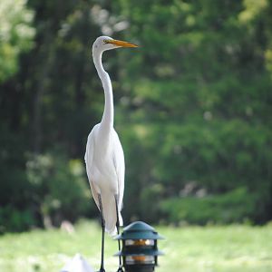 Great Egret