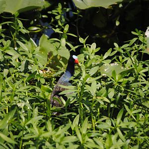American Purple Gallinule