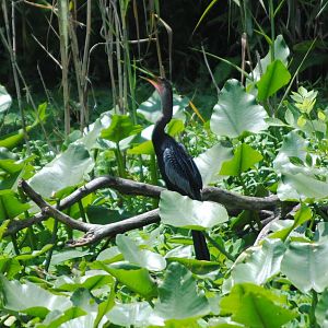 Anhinga