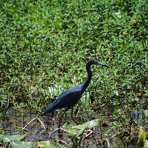Little Blue Heron