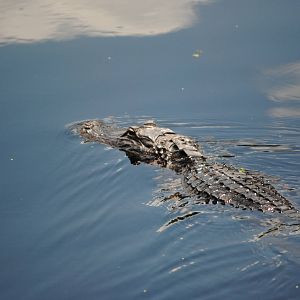 American Alligator