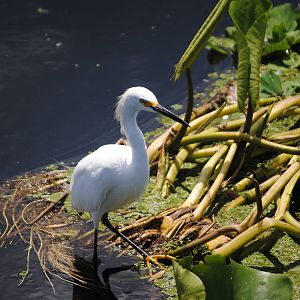 Snowy Egret