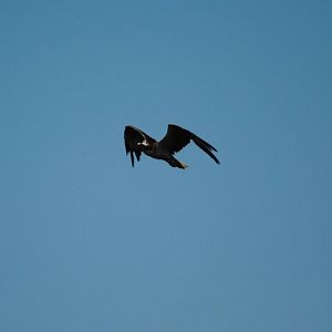 Osprey