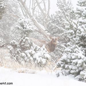 wapiti in snowstorm