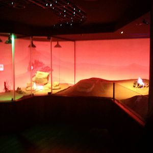 UAE Creatures of the Night 01