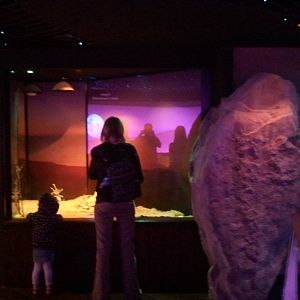 UAE Creatures of the Night