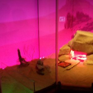 UAE Creatures of the Night 02 (lizard tank)