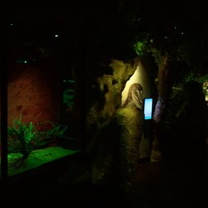 UAE Creatures of the Night 04